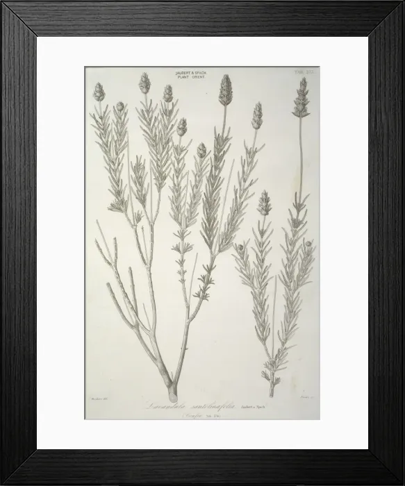Framed Print : Lavandula santolinaefolia, lavender Framed Print : Lavandula santolinaefolia, lavender