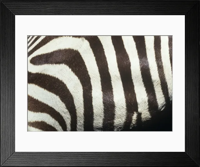 Framed Print : Equus burchelli, Burchells zebra Framed Print : Equus burchelli, Burchells zebra