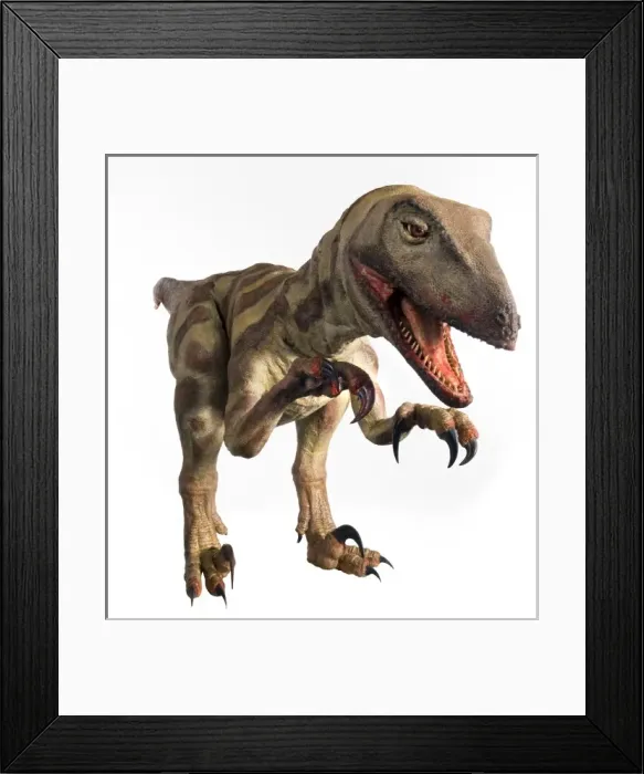 Framed Print : Velociraptor Framed Print : Velociraptor