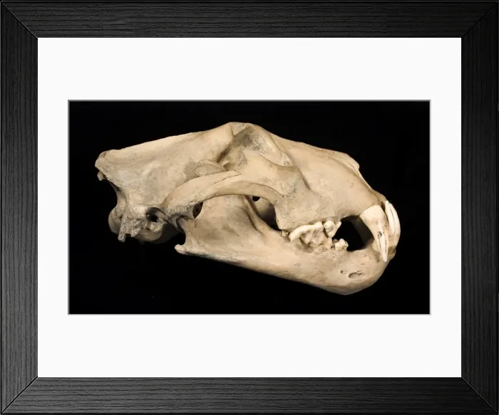 Framed Print : Panthera leo, lion Framed Print : Panthera leo, lion