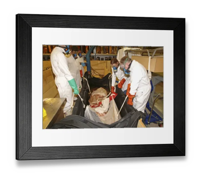 Framed Print : Architeutis dux, giant squid Framed Print : Architeutis dux, giant squid