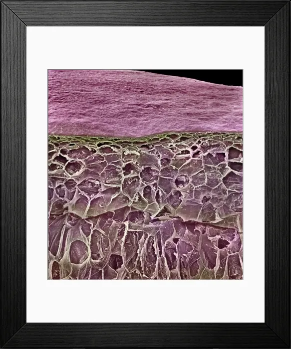 Framed Print : Vitis sp. red grape Framed Print : Vitis sp. red grape