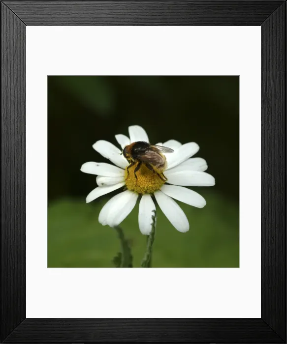 Framed Print : Leucanthemum vulgare, oxeye daisy Framed Print : Leucanthemum vulgare, oxeye daisy