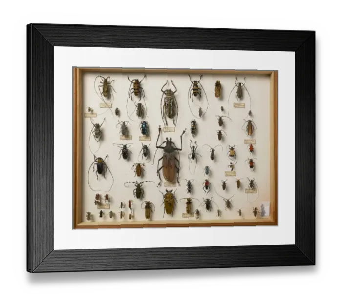 Framed Print : Entomological Specimens Framed Print : Entomological Specimens