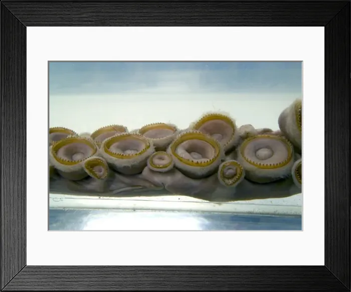 Framed Print : Architeutis dux, giant squid Framed Print : Architeutis dux, giant squid