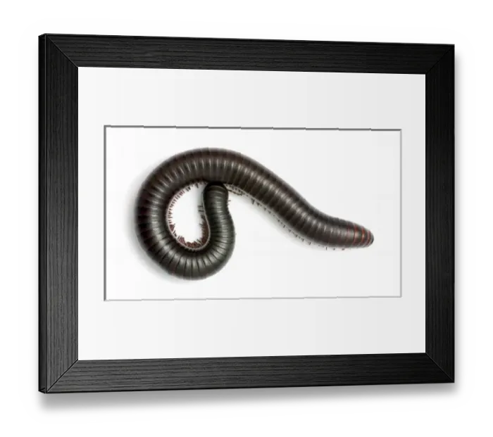 Framed Print : Archispirostreptus gigas, African giant black millipede Framed Print : Archispirostreptus gigas, African giant black millipede