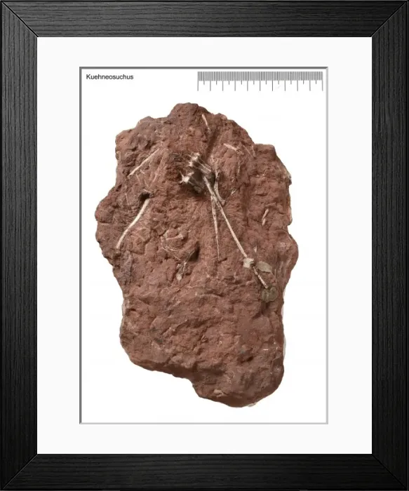 Framed Print : Kuehneosuchus Framed Print : Kuehneosuchus