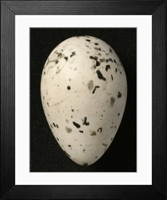 Framed Print : Pinguinus impennis, great auk Framed Print : Pinguinus impennis, great auk