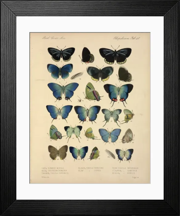 Framed Print : Butterflies Framed Print : Butterflies