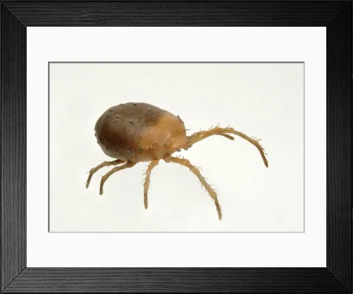 Framed Print : Bryobia praetiosa, clover mite model Framed Print : Bryobia praetiosa, clover mite model