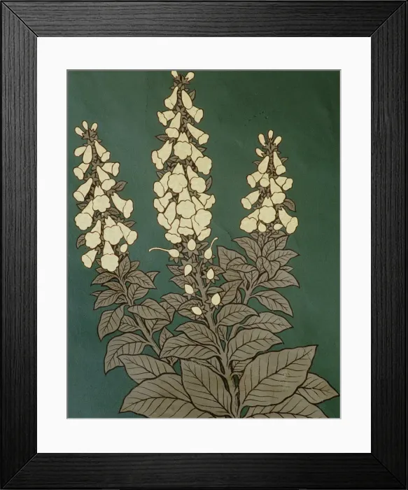Framed Print : Digitalis purpurea, foxglove Framed Print : Digitalis purpurea, foxglove
