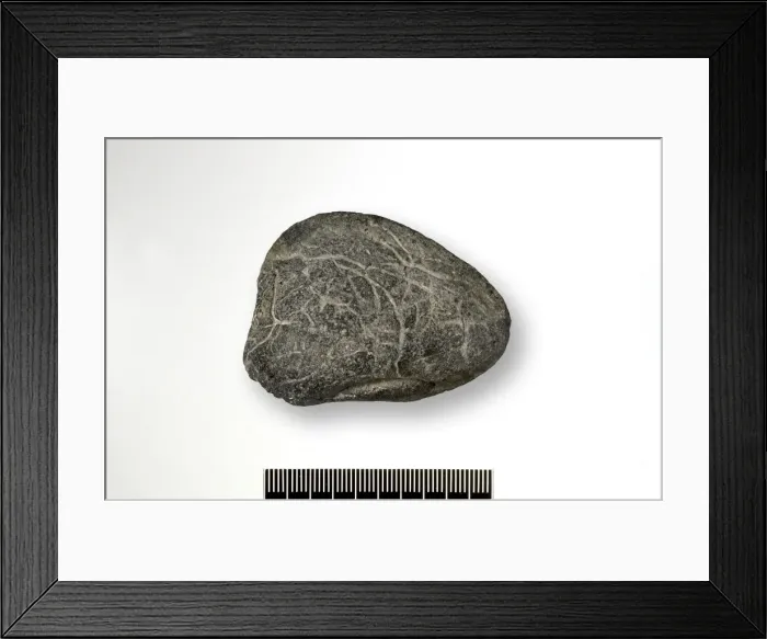 Framed Print : Turtle skull bivalve Framed Print : Turtle skull bivalve