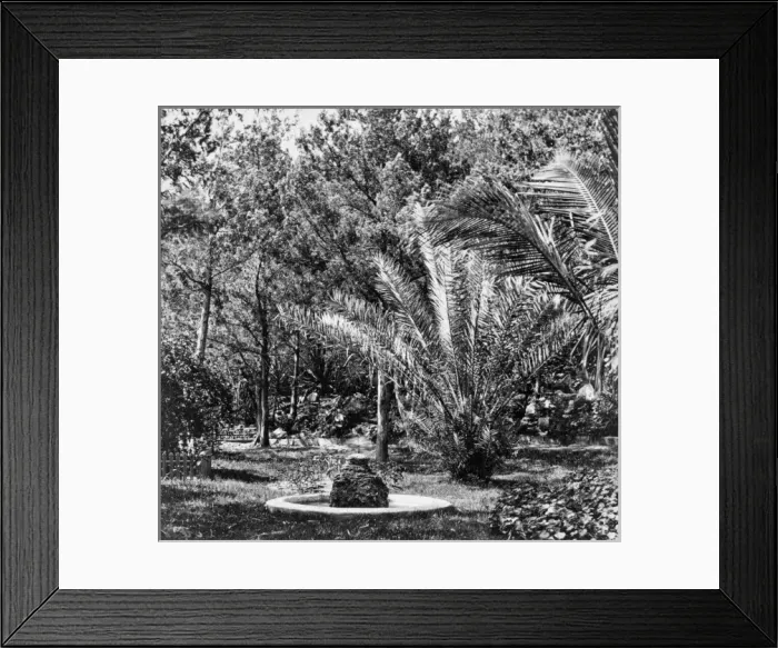 Framed Print : Tropical garden Framed Print : Tropical garden
