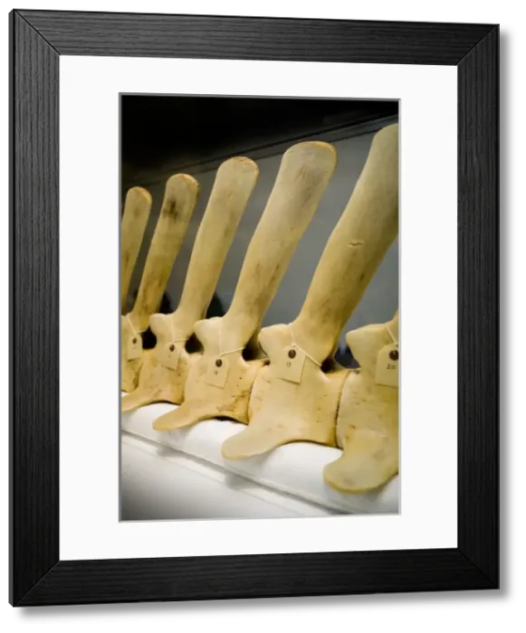 Framed Print : Hyperoodon ampullatus, northern bottlenose whale Framed Print : Hyperoodon ampullatus, northern bottlenose whale