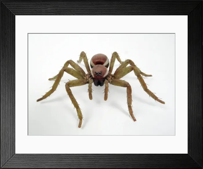 Framed Print : Dolomedes fimbriatus, great raft spider model Framed Print : Dolomedes fimbriatus, great raft spider model