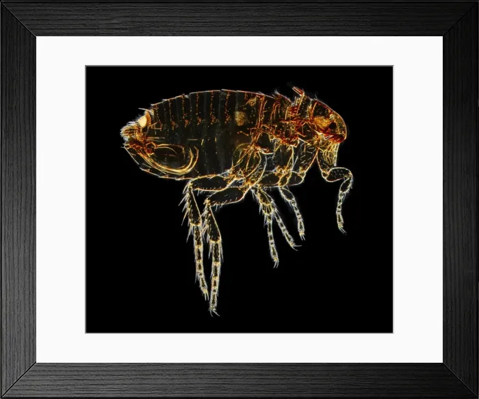 Framed Print : Ctenocephalides felis felis, cat flea Framed Print : Ctenocephalides felis felis, cat flea