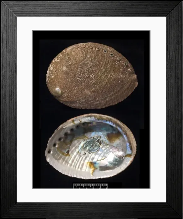 Framed Print : Haliotis fulgens, green abalone Framed Print : Haliotis fulgens, green abalone