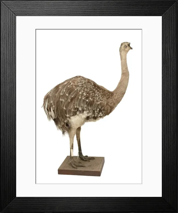 Framed Print : Pterocnemia pennata pennata, rhea Framed Print : Pterocnemia pennata pennata, rhea