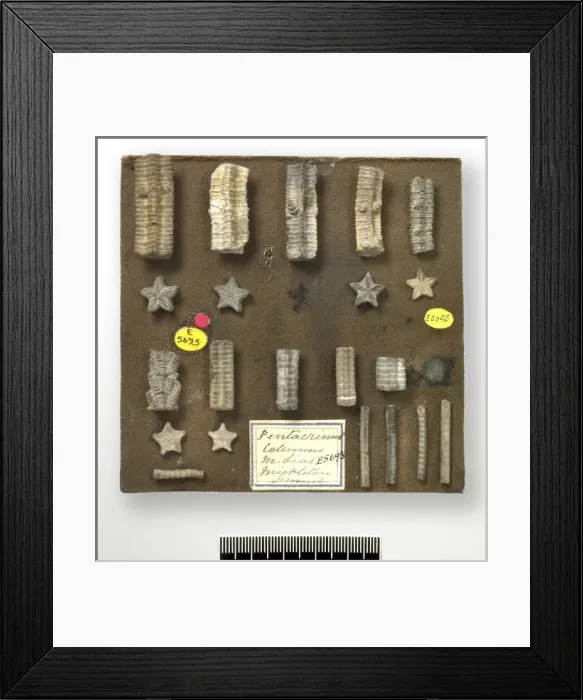 Framed Print : Starstones - columnals of isocrinid crinoids Framed Print : Starstones - columnals of isocrinid crinoids
