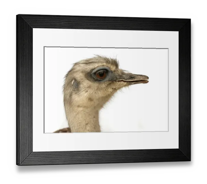 Framed Print : Pterocnemia pennata pennata, rhea Framed Print : Pterocnemia pennata pennata, rhea