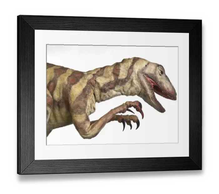 Framed Print : Velociraptor