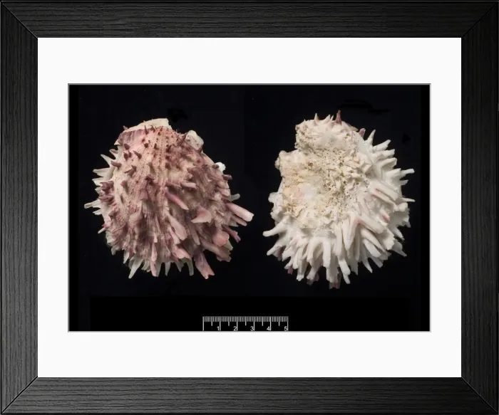 Framed Print : Spondylus gaederopus, European thorny oyster Framed Print : Spondylus gaederopus, European thorny oyster