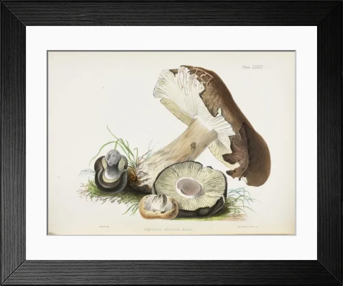 Framed Print : Agaricus adustus Framed Print : Agaricus adustus