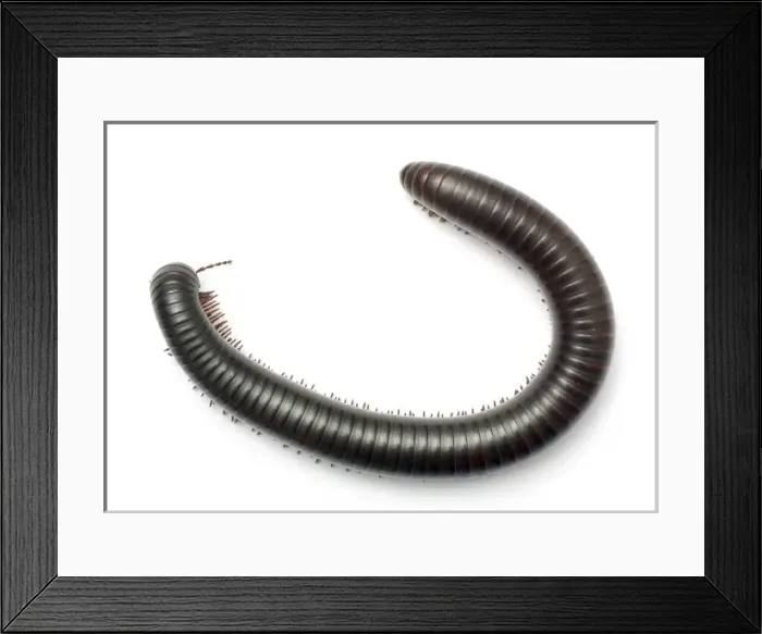 Framed Print : Archispirostreptus gigas, African giant black millipede Framed Print : Archispirostreptus gigas, African giant black millipede