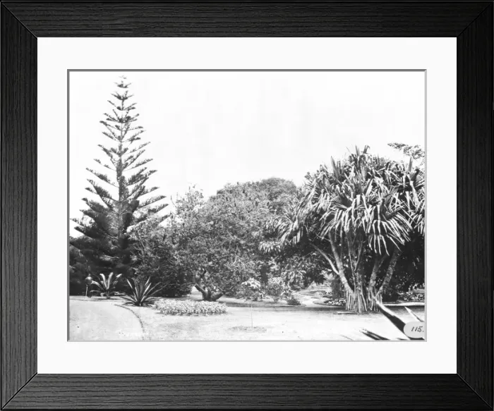 Framed Print : Private garden, St. Michael, Azores 1873 Framed Print : Private garden, St. Michael, Azores 1873