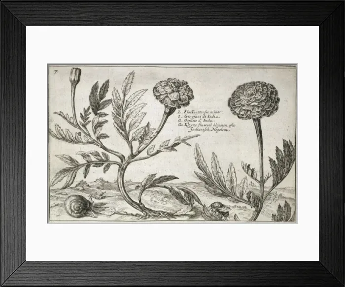 Framed Print : Tagetes erecta L. marigold Framed Print : Tagetes erecta L. marigold