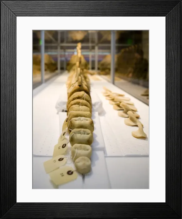 Framed Print : Hyperoodon ampullatus, northern bottlenose whale Framed Print : Hyperoodon ampullatus, northern bottlenose whale