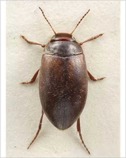 Hydroporus rufifrons, diving beetle