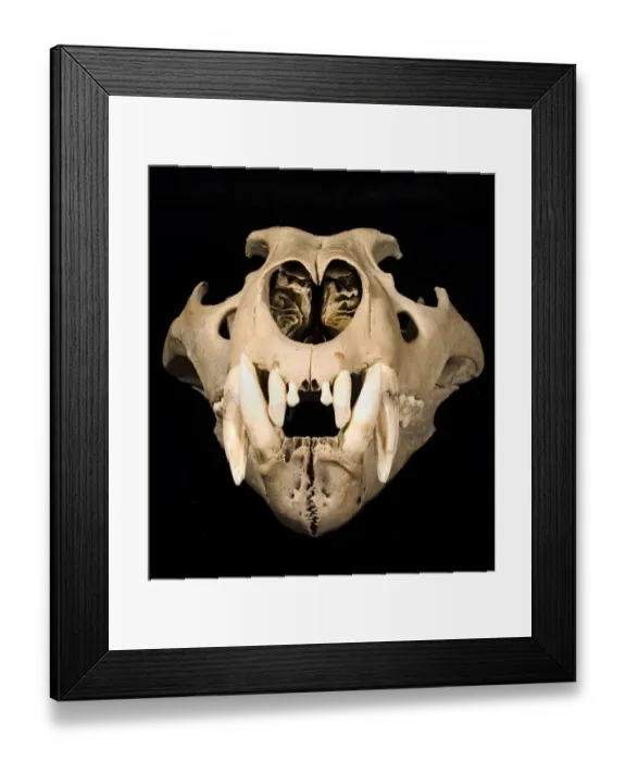 Framed Print : Panthera leo, lion Framed Print : Panthera leo, lion