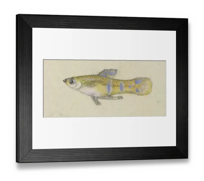 Framed Print : Poeciliidae sp. Guppy Framed Print : Poeciliidae sp. Guppy