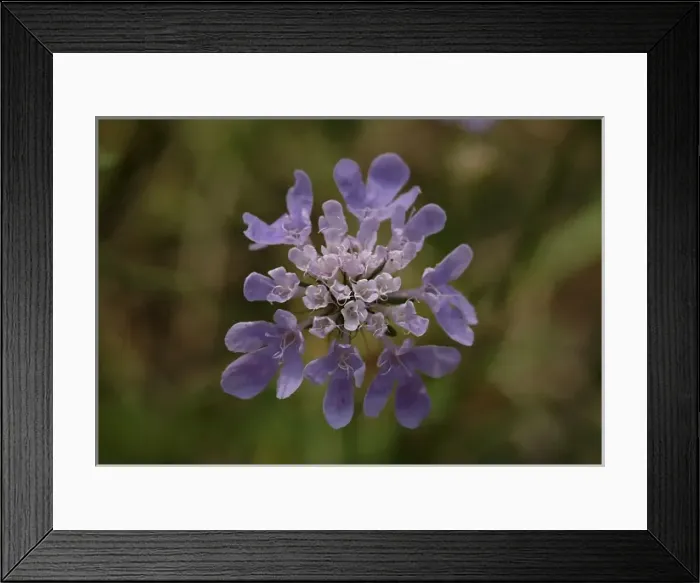 Framed Print : Scabiosa columbaria, scabious Framed Print : Scabiosa columbaria, scabious