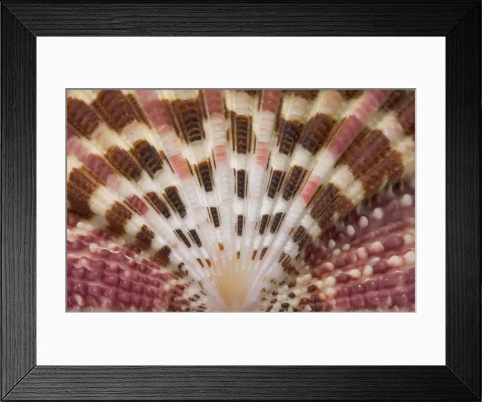 Framed Print : Gloripallium pallium, glory scallop Framed Print : Gloripallium pallium, glory scallop