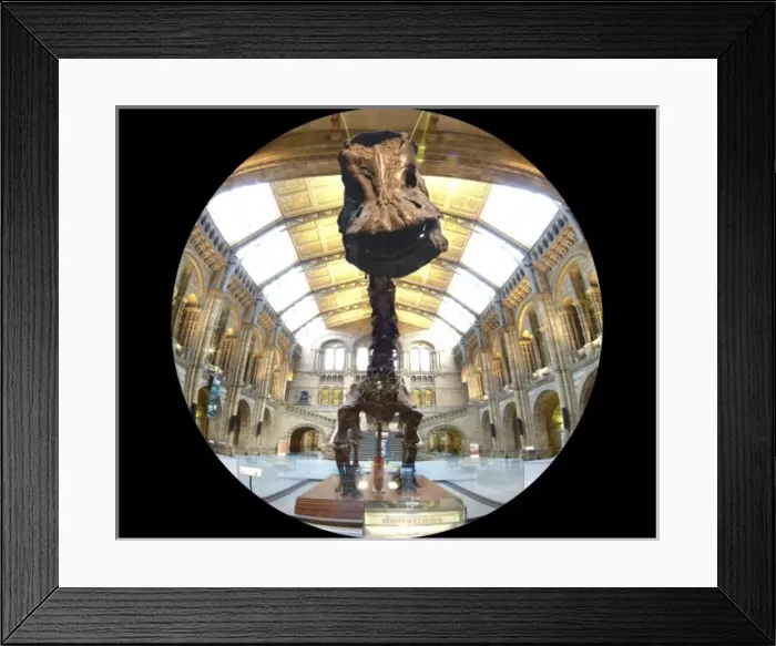 Framed Print : Diplodocus carnegiei Framed Print : Diplodocus carnegiei