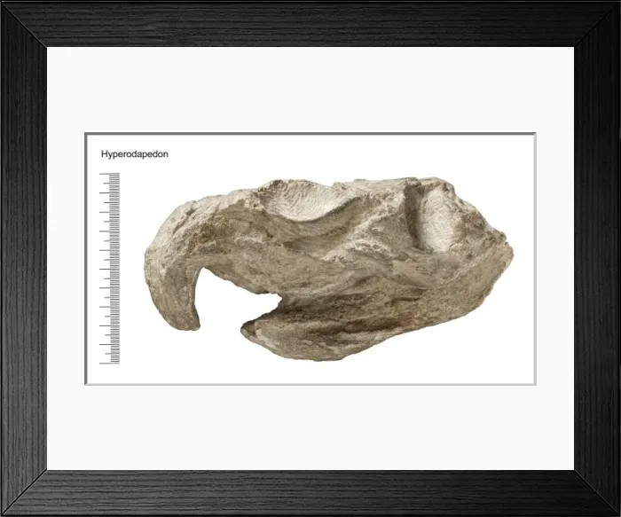 Framed Print : Hyperodapedon Framed Print : Hyperodapedon