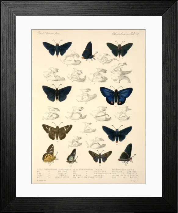 Framed Print : Butterflies Framed Print : Butterflies