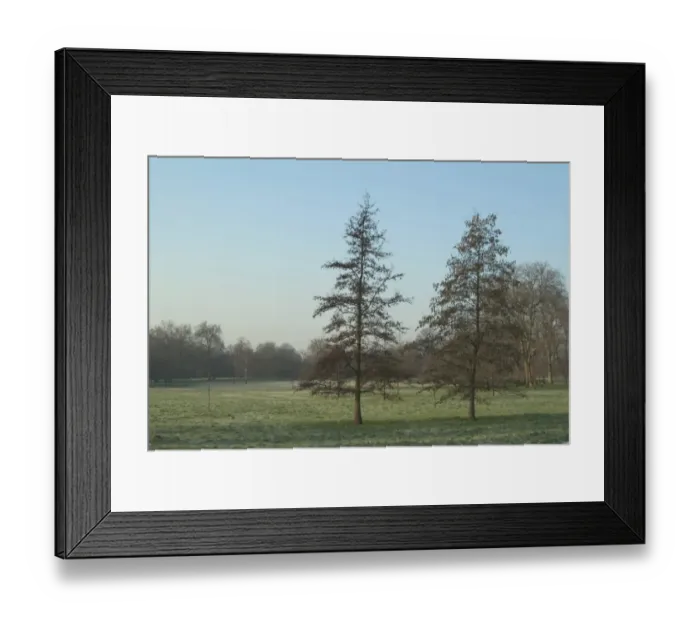 Framed Print : Alnus glutinosa, alder Framed Print : Alnus glutinosa, alder