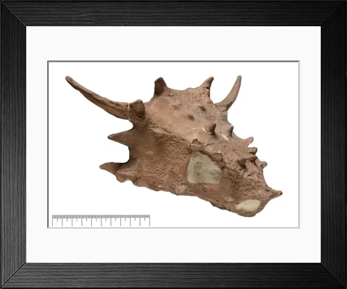 Framed Print : Elginia. Fossil from the Natural History Museum s, Palaeontology Department Framed Print : Elginia. Fossil from the Natural History Museum s, Palaeontology Department