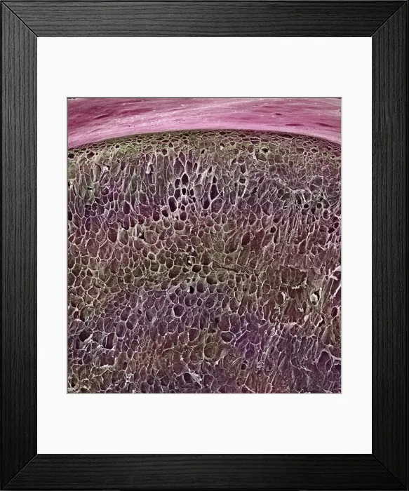 Framed Print : Vitis sp. red grape Framed Print : Vitis sp. red grape