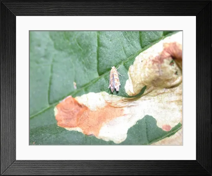 Framed Print : Cameraria ohridella, horse chestnut leafminer Framed Print : Cameraria ohridella, horse chestnut leafminer