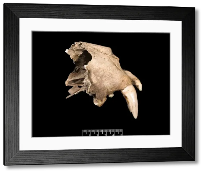 Framed Print : Panthera pardus, leopard Framed Print : Panthera pardus, leopard