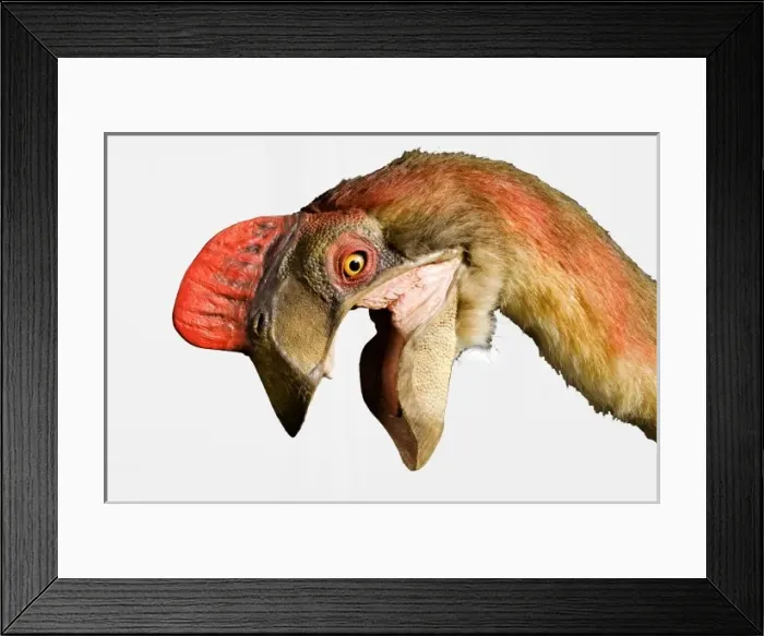 Framed Print : Oviraptor. An animatronic Oviraptor dinosaur made by Kokoro in colabroration Framed Print : Oviraptor. An animatronic Oviraptor dinosaur made by Kokoro in colabroration
