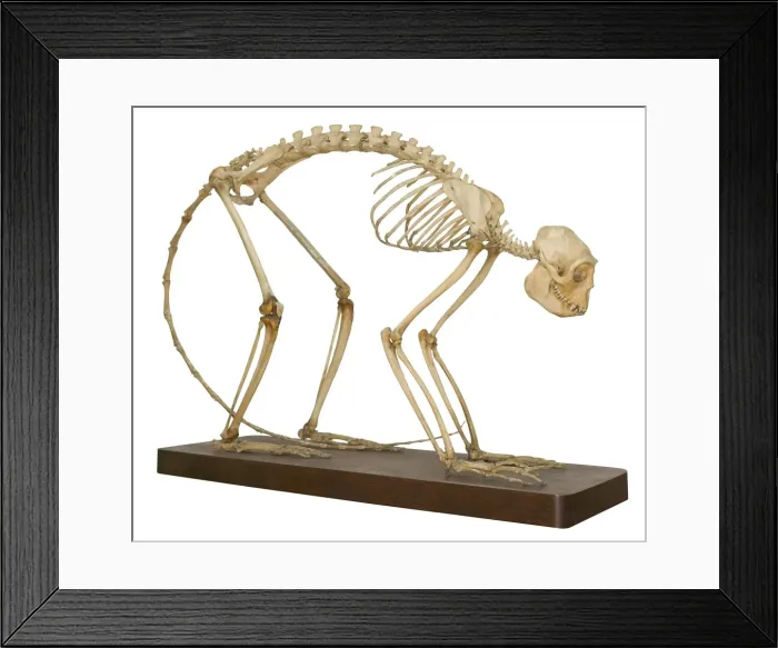 Framed Print : Colobus polykomos, king colobus Framed Print : Colobus polykomos, king colobus