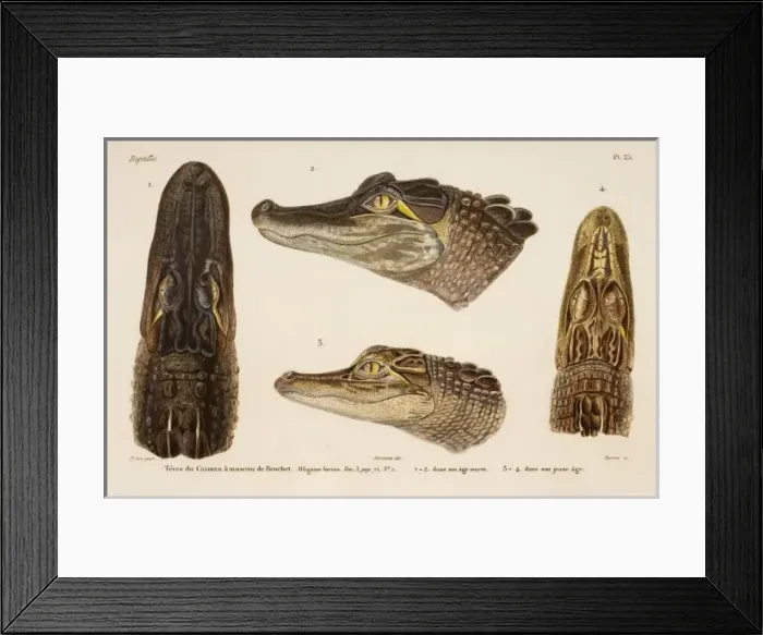Framed Print : Alligator mississippiensis, alligator Framed Print : Alligator mississippiensis, alligator