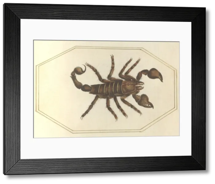 Framed Print : English Insects illustration by James Barbut Framed Print : English Insects illustration by James Barbut