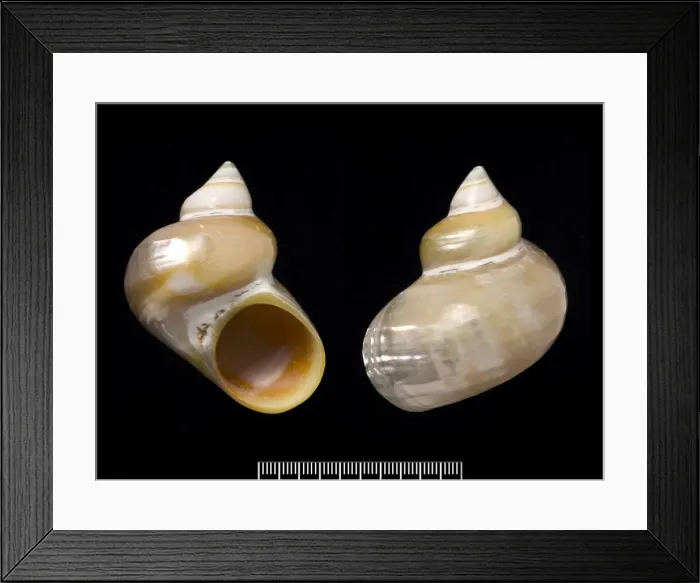 Framed Print : Turbo argyrostoma, turban shell Framed Print : Turbo argyrostoma, turban shell