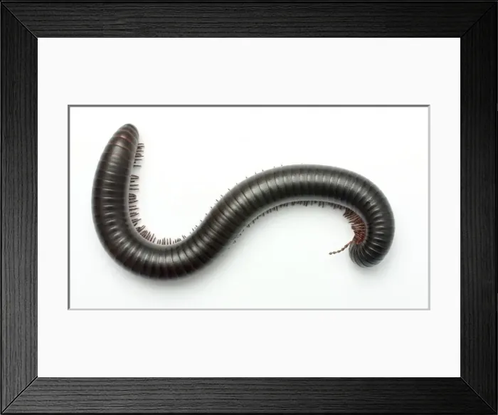 Framed Print : Archispirostreptus gigas, African giant black millipede Framed Print : Archispirostreptus gigas, African giant black millipede